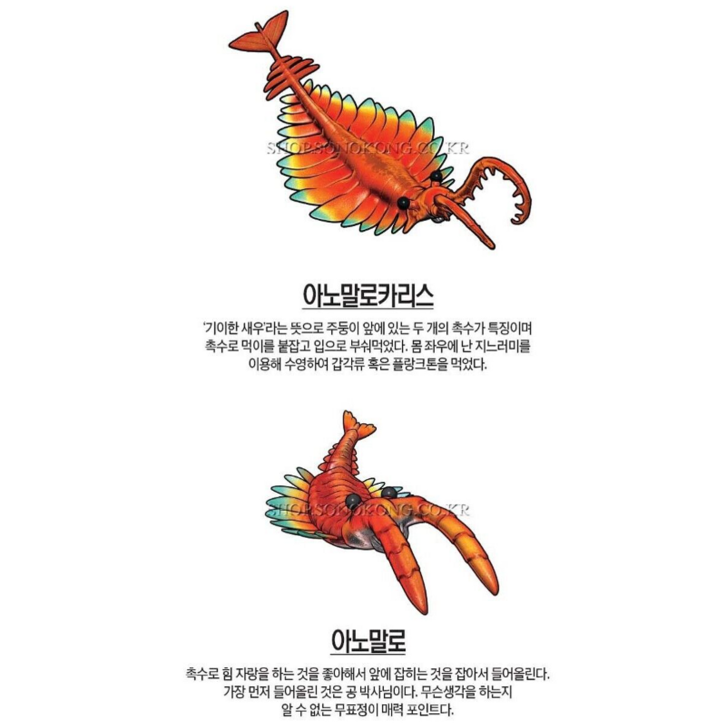Dino Mecard Double Figure ANOMALOCARIS ANOMALO Dinosaur Tinysaur Set Sonokong